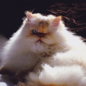 Amelia is my sweet flame point himalayan rescue kitty and she sports a natural moustache which just makes her even more huggable and kissable.  Sometime when she grooms herself the long hair below her chin gets stuck on her tongue giving her a gotee.