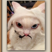 Jesse, a Devon Rex, not only with a mustache but also a FURminator wig!