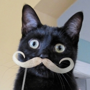 I, Marcel, am a very handsome luminous black feline, festooned with a resplendent white moustachio that ends in bewitching, ornamental curly-cues.  I am, indeed, magnificent.