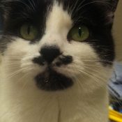 No cutout mustache needed for Penny!