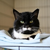 Why not show some adoptable cats with REAL mustaches?