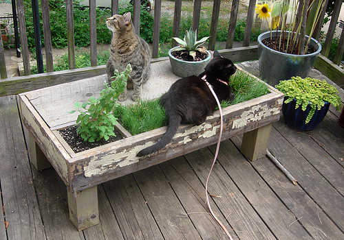 DIY Cat Table