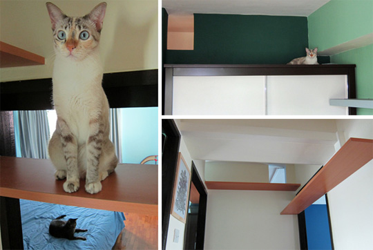 Cat climbing shelves for small spaces