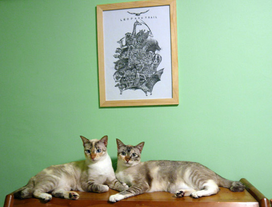 Cat climbing shelves for small spaces