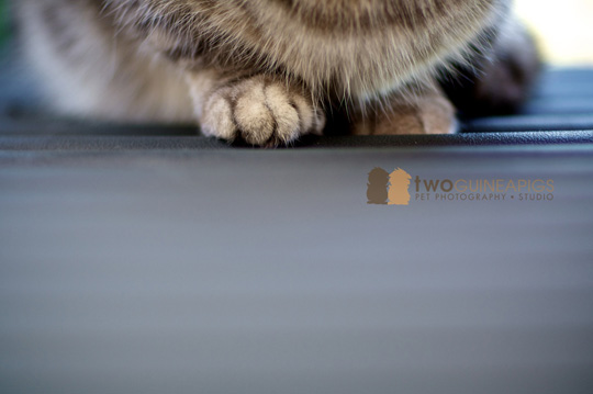 Julianna Koh of Two Guinea Pigs Pet Photography Studio