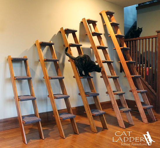 Enter To Win a Cat Ladder! WINNER’S CHOICE! • hauspanther