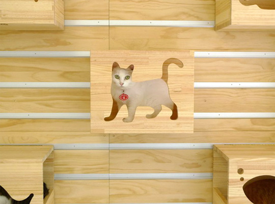 Modular Cat Climbing Wall