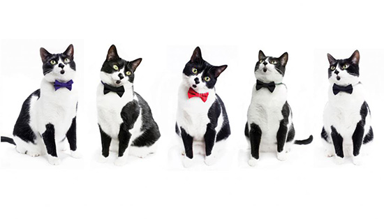 Tuxedo bow store tie cat collar