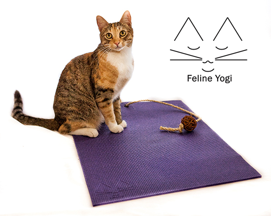 FelineYogi4