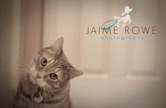 Jamie Rowe Pet Photography