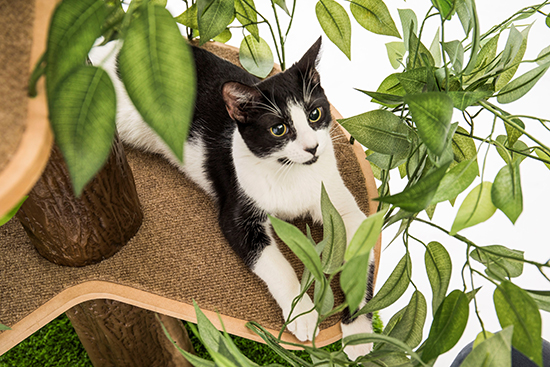 Cathaven best sale cat tree
