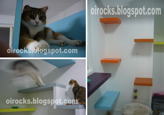 Colorful Cat Climbing Shelves