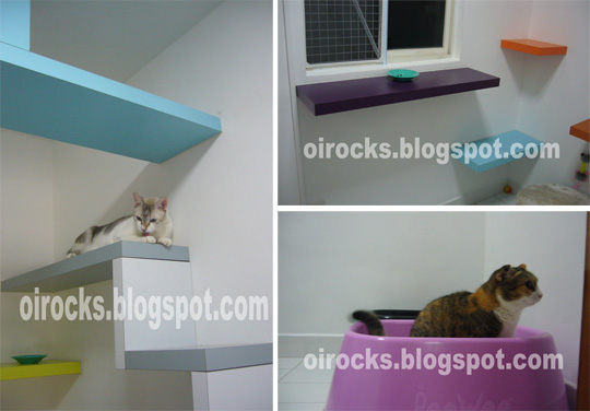 Colorful Cat Climbing Shelves