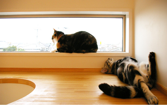 Japanese Cat-friendly House Design
