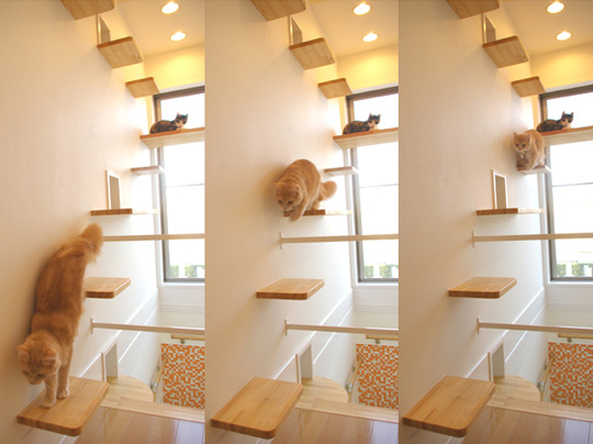 Japanese Cat-friendly House Design