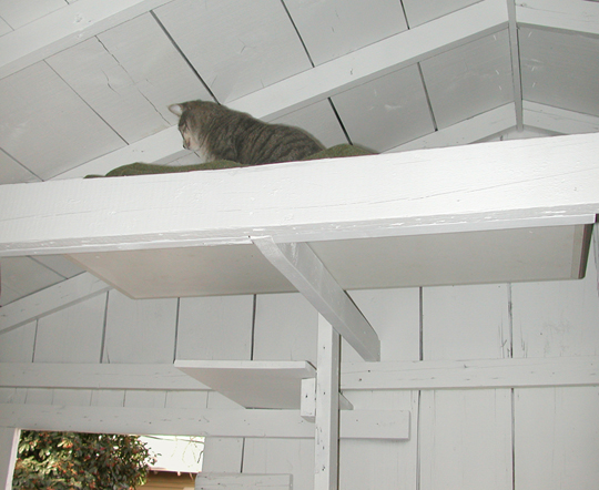 Cat Climbing Shelves