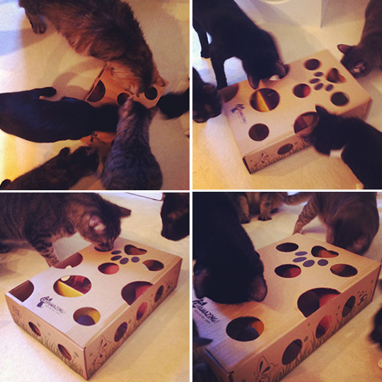 CAT AMAZING, Cat Puzzle Feeder Toy