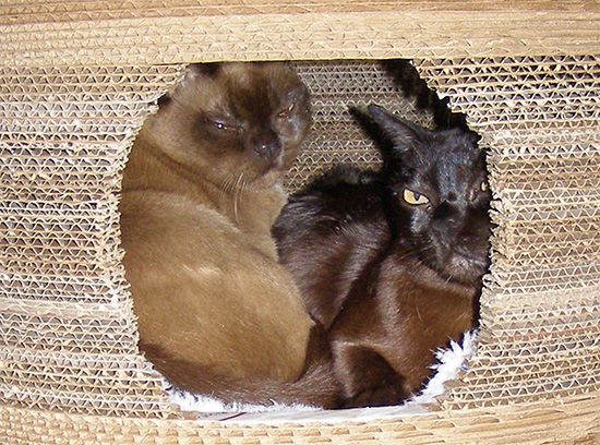DIY Cardboard Cocoon Cat Bed