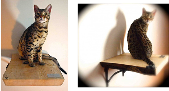 KoogaTree Luxury Cat Furniture, Shelves, Scratchers