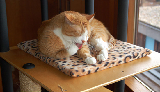 MadCat Modern Modular Customizable Cat Climbing Furniture