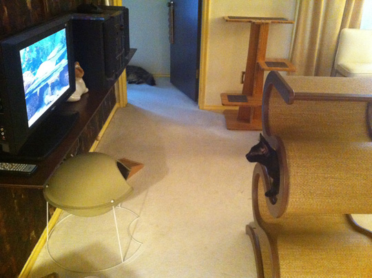 Cat Sitter DVD Entertainment for Indoor Cats