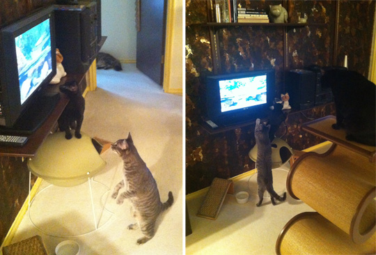 Cat Sitter DVD Entertainment for Indoor Cats