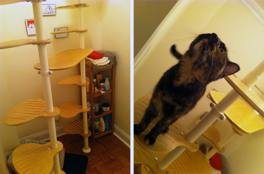 My cat from hell cat tree 2025