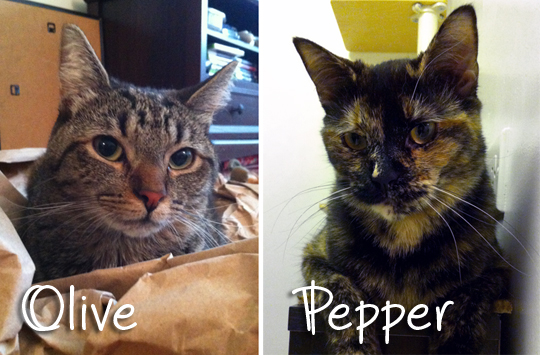 My Cat From Hell Makeover Olive and Pepper