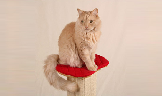 Ultimate Cat Scratch Post