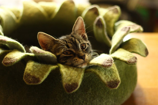 Handmade Felted Cat Beds