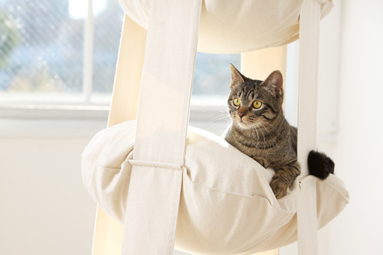The Original Cat's Trapeze Suspended Cat Bed and Climber