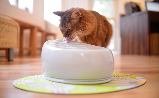 Lucky Kitty Cat Drinking Fountain