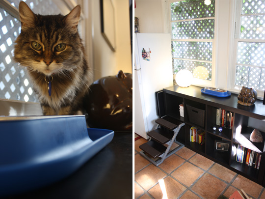 Jackson galaxy cat food bowl cheap