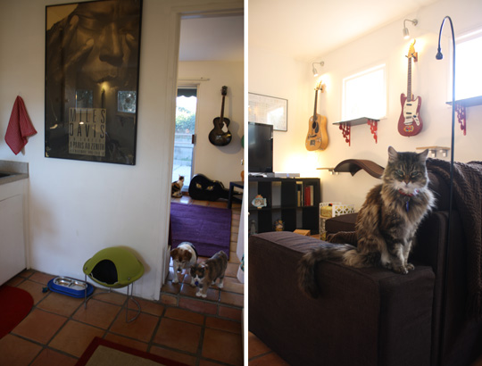 Jackson Galaxy's Los Angeles Home Catification Makeover