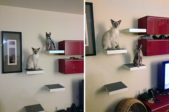 Cat Climbing Shelves