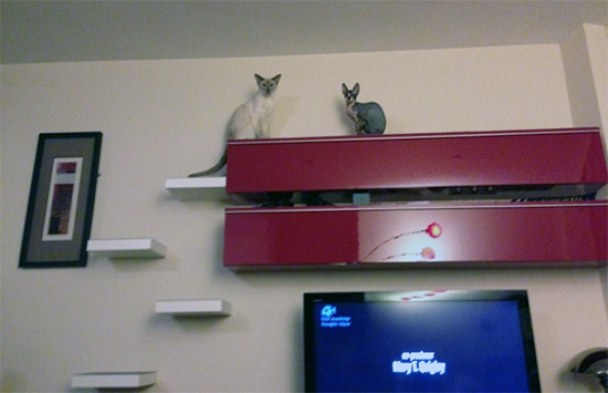 Cat Climbing Shelves