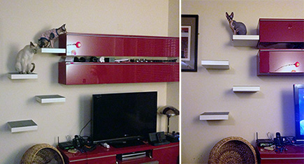 Cat Climbing Shelves