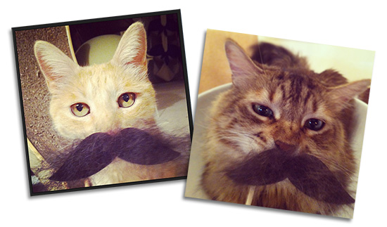 Moustache Cats