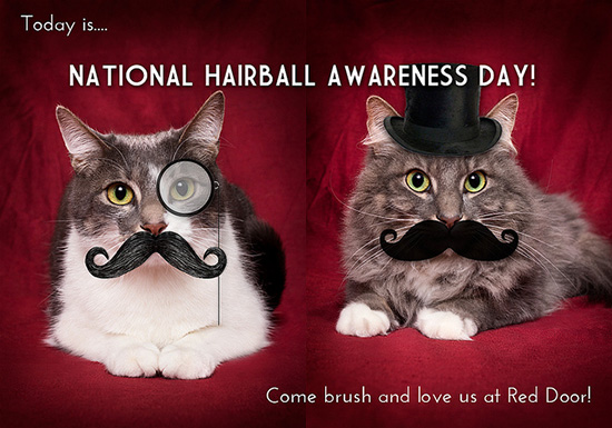 Mustache Cats