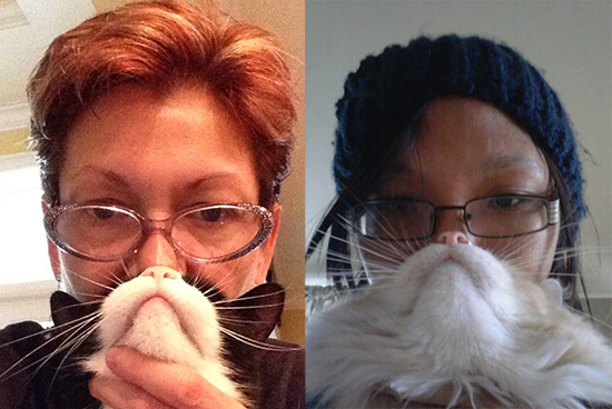 Cat Bearding