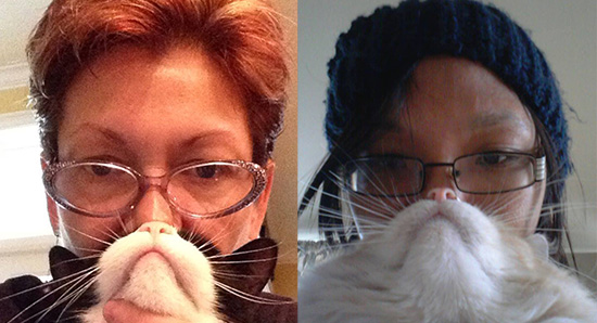 Cat Bearding