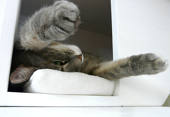 Modern Cat Climbing Furniture from Catissa