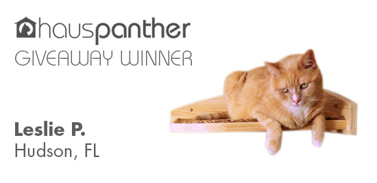 CornerClimber_winner