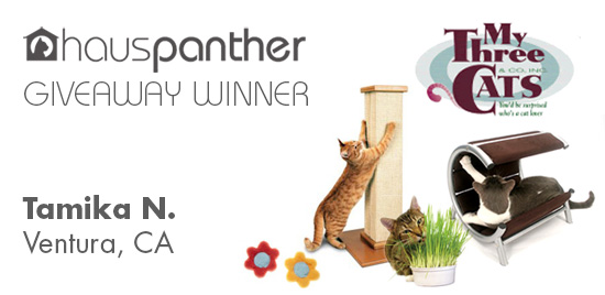 MyThreeCats_winner
