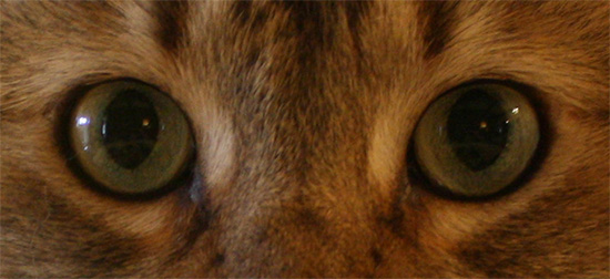 CatEyes