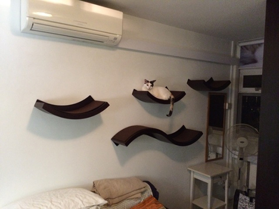 Catification sales small apartment