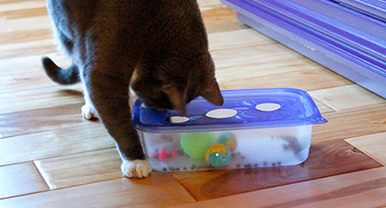 cat treat puzzle box
