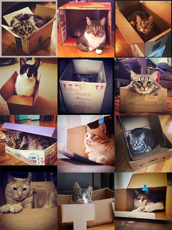 CardboardContestEntries_CatsInBoxes1