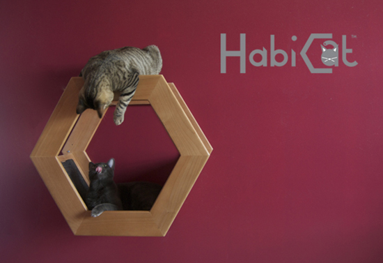 HabiCat1