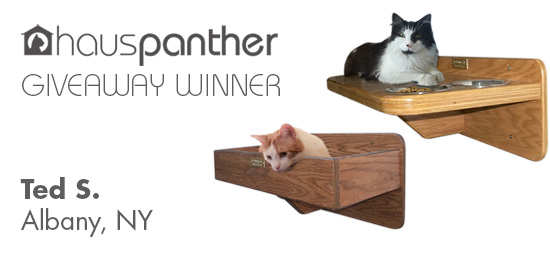 VerticalCat_winner